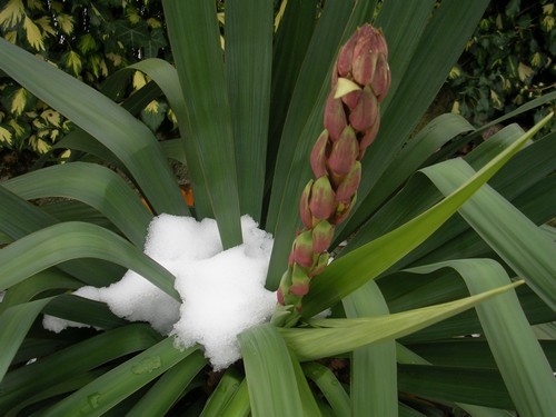 1ère fleur yucca 15 déc 2008