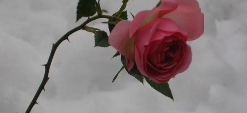 Rose 15 12 2008